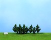 Czarna topola - 10 x 5-7 cm, Heki 1221